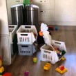 VIDEO YouTube: pappagallo urla nella tazza, l'eco sembra divertirlo2
