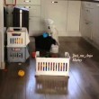 VIDEO YouTube: pappagallo urla nella tazza, l'eco sembra divertirlo3