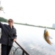 Canada, divieto gettare nel wc i pesci rossi: crescono a dismisura e diventano un problema2
