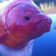Canada, divieto gettare nel wc i pesci rossi: crescono a dismisura e diventano un problema 3