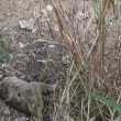 cucciolo di wallaby cerca di entrare nel marsupio della madre morta