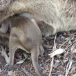 ucciolo di wallaby cerca di entrare nel marsupio della madre morta5