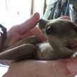 ucciolo di wallaby cerca di entrare nel marsupio della madre morta4