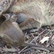 ucciolo di wallaby cerca di entrare nel marsupio della madre morta3