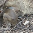 ucciolo di wallaby cerca di entrare nel marsupio della madre morta2