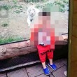Cina, tigre strappa braccio a bambino di due anni allo zoo2