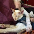 Pittbull salvata da eutanasia ora vive insieme al gatto1