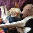 Pittbull salvata da eutanasia ora vive insieme al gatto