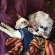 Pittbull salvata da eutanasia ora vive insieme al gatto4