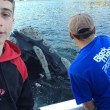 balena chiede a pescatori di toglierle busta