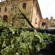 VIDEO YouTube - Bologna: nubifragio con alberi spezzati2