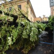 VIDEO YouTube - Bologna: nubifragio con alberi spezzati