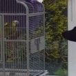VIDEO YouTube: pappagallo "abbaia" al Labrador, la lite fa ridere2