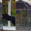 VIDEO YouTube: pappagallo "abbaia" al Labrador, la lite fa ridere4