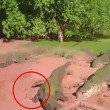 Video YouTube: coccodrillo mangia zampa a coccodrillo
