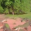 Video YouTube: coccodrillo mangia zampa a coccodrillo