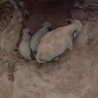 VIDEO YouTube - Elefantino cammina poco dopo essere nato 02