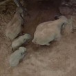 VIDEO YouTube - Elefantino cammina poco dopo essere nato 04