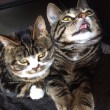 Gatti nani: Elfie&Gibli star del web grazie alle zampe mini