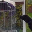 VIDEO YouTube: pappagallo "abbaia" al Labrador, la lite fa ridere