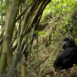Ruanda, percorso trekking con i gorilla di montagna1