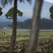 Ruanda, percorso trekking con i gorilla di montagna7