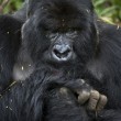 Ruanda, percorso trekking con i gorilla di montagna6