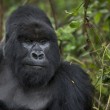 Ruanda, percorso trekking con i gorilla di montagna5