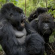 Ruanda, percorso trekking con i gorilla di montagna3