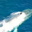 balena blu intrappolata in rete da pesca 5