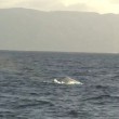 balena blu intrappolata in rete da pesca 7