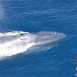 balena blu intrappolata in rete da pesca 2