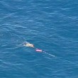 balena blu intrappolata in rete da pesca 4