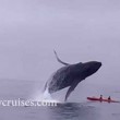 VIDEO YOUTUBE il salto spettacolare della balena sulla canoa2