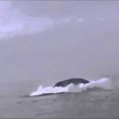 VIDEO YOUTUBE il salto spettacolare della balena sulla canoa4