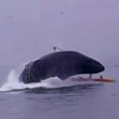 VIDEO YOUTUBE il salto spettacolare della balena sulla canoa5