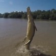 VIDEO YOUTUBE coccodrillo salta completamente fuori da acqua4