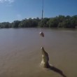 VIDEO YOUTUBE coccodrillo salta completamente fuori da acqua2