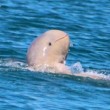 raro delfino Snubfin avvistato in Australia