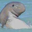 raro delfino Snubfin avvistato in Australia2