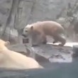 mamma orso polare si tuffa e salva cucciolo3