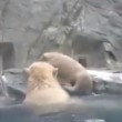 mamma orso polare si tuffa e salva cucciolo2