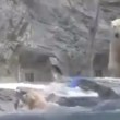 mamma orso polare si tuffa e salva cucciolo5