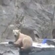 mamma orso polare si tuffa e salva cucciolo4