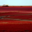 Mar rosso cinese: una pianta colora le acque FOTO