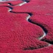Mar rosso cinese: una pianta colora le acque FOTO 2