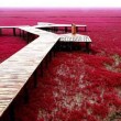 Mar rosso cinese: una pianta colora le acque FOTO 3