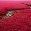 Mar rosso cinese: una pianta colora le acque FOTO 4