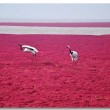Mar rosso cinese: una pianta colora le acque FOTO 5
