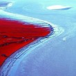 Mar rosso cinese: una pianta colora le acque FOTO 6